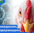 Рекомендуем гражданам, содержащим домашнюю птицу, принять меры по предупреждению возникновения высокопатогенного гриппа птиц, в частности обеспечить недопущение контакта домашней птицы с синантропными и дикими водоплавающими птицами. - Опочецкий район